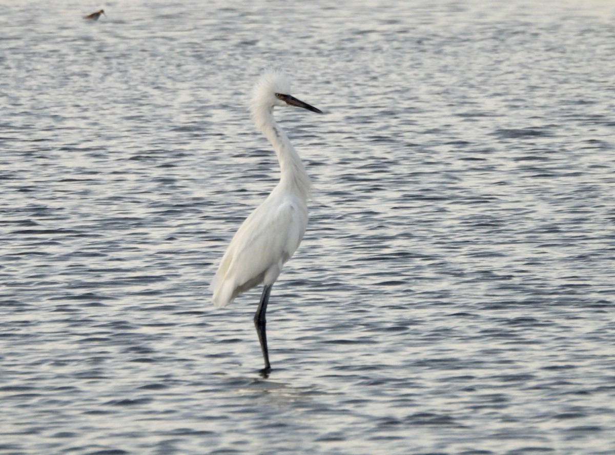 dansehegre - ML645819492