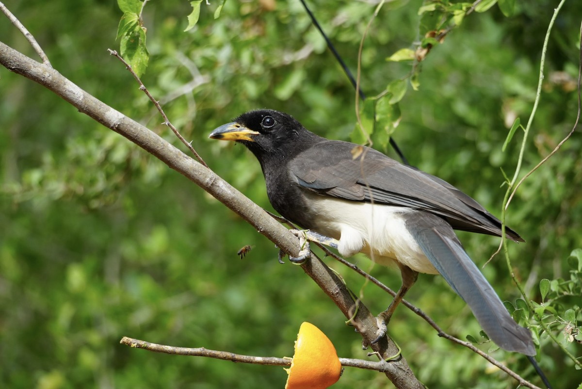 brunskrike - ML645819493