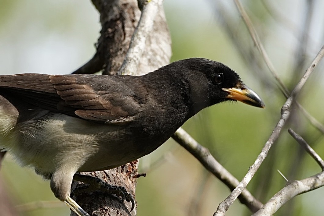 brunskrike - ML645819495