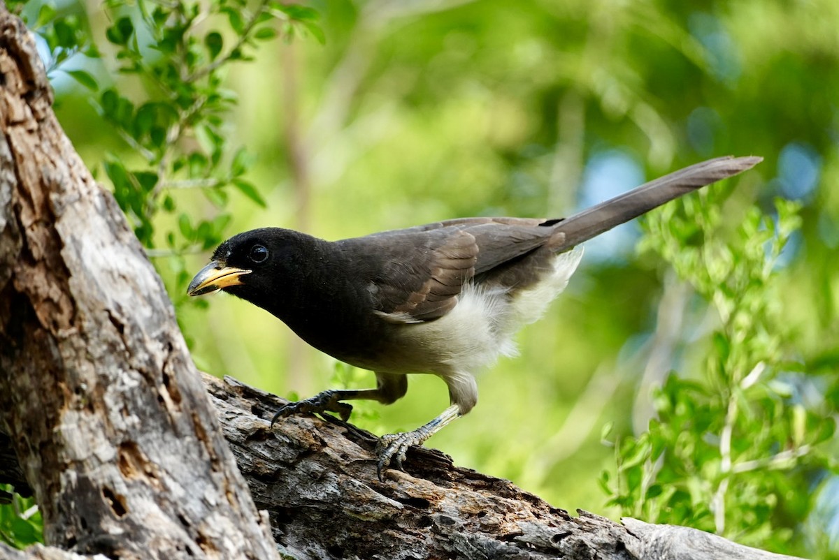 brunskrike - ML645819496