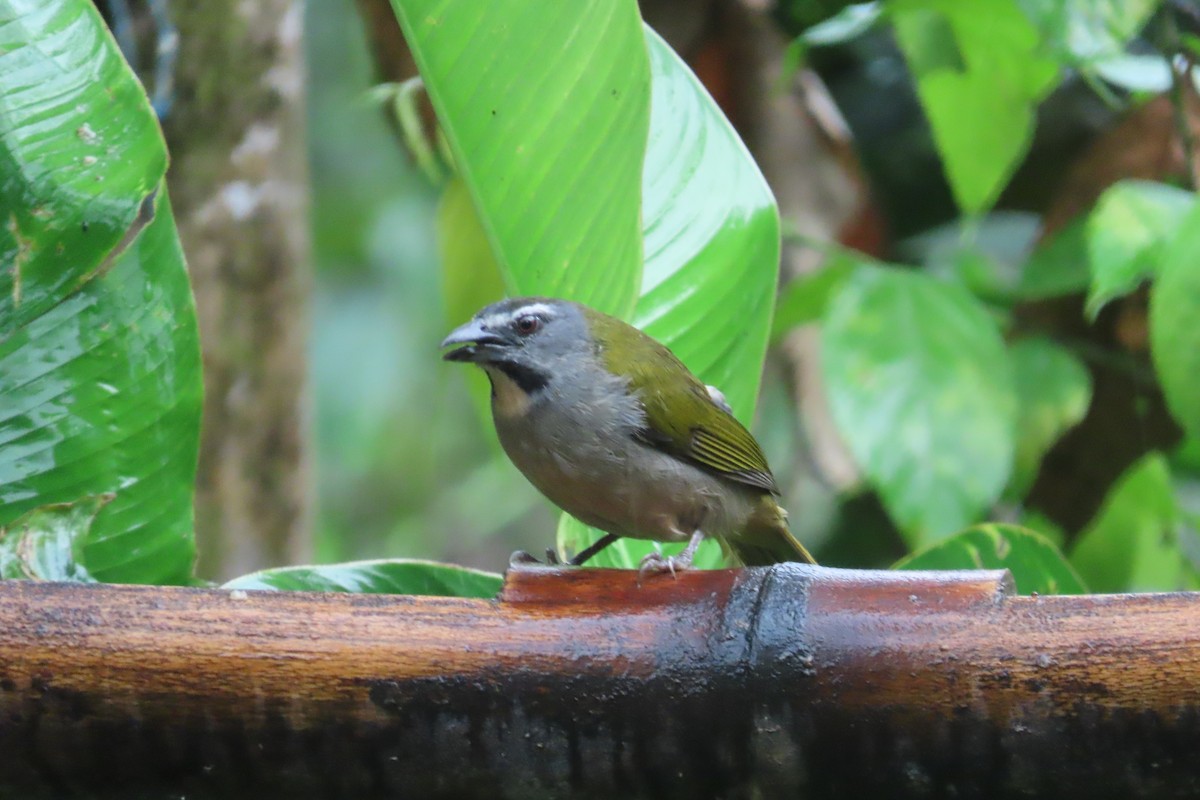 brunstrupesaltator - ML645819498