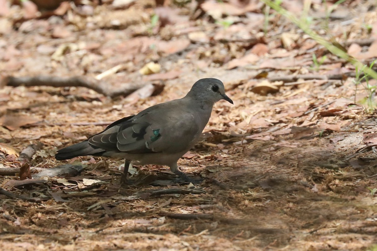 grønnflekkalvedue - ML645819499