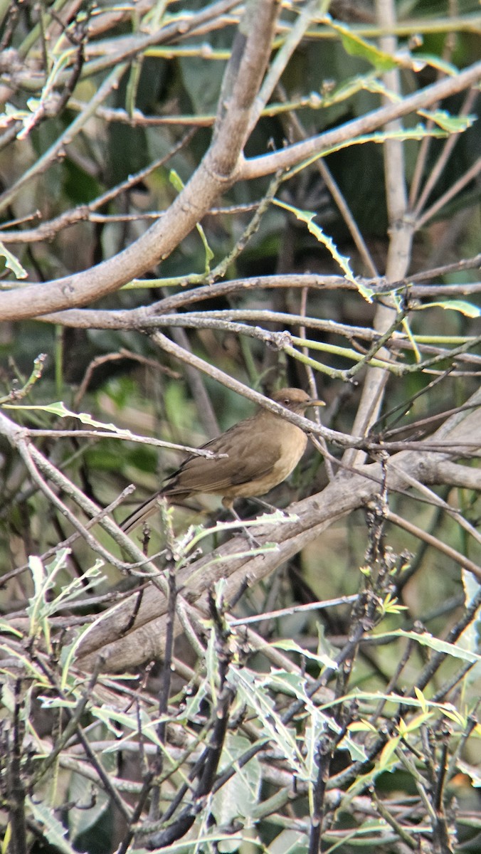 leirtrost - ML645819501