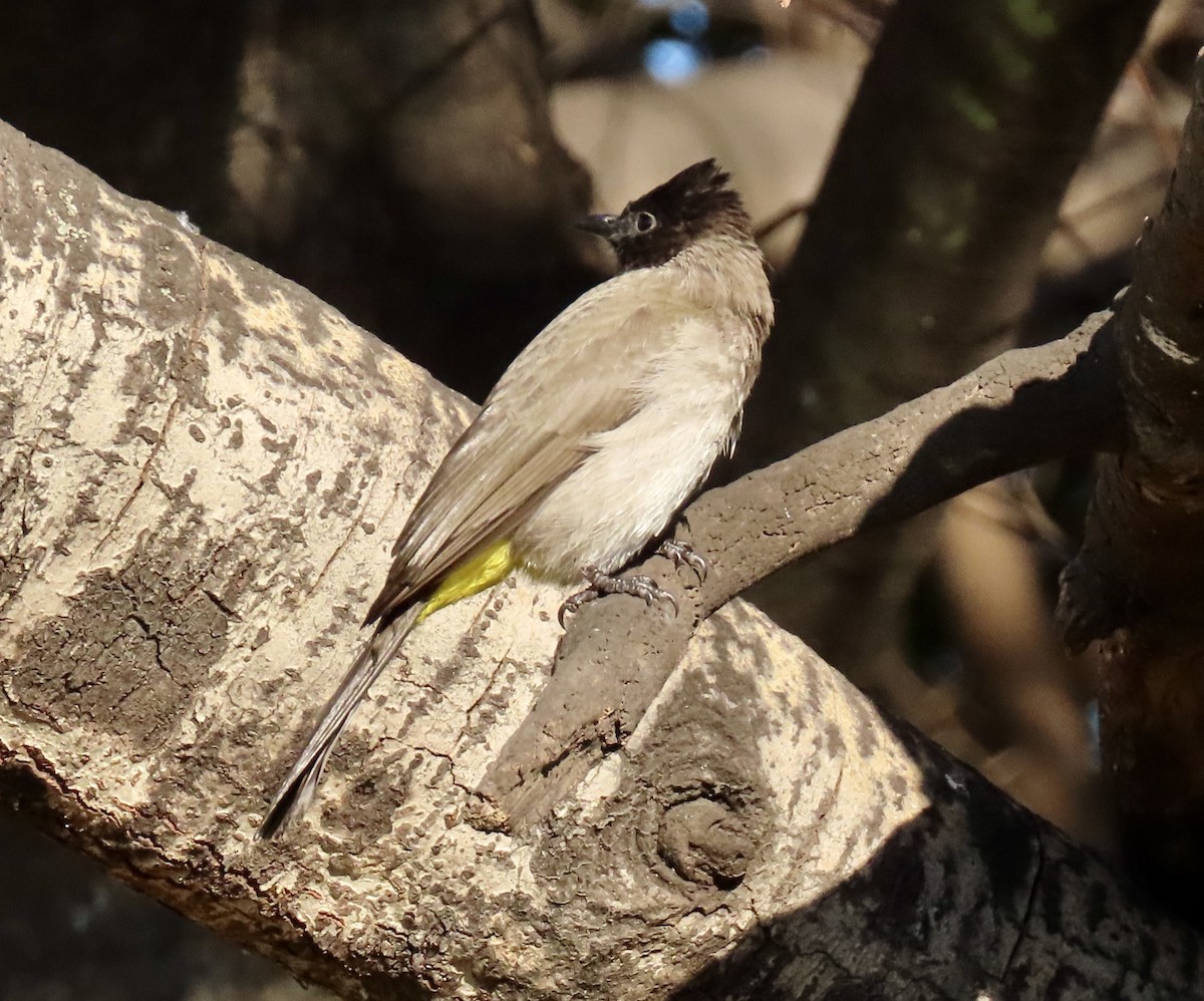 hagebylbyl - ML645819502