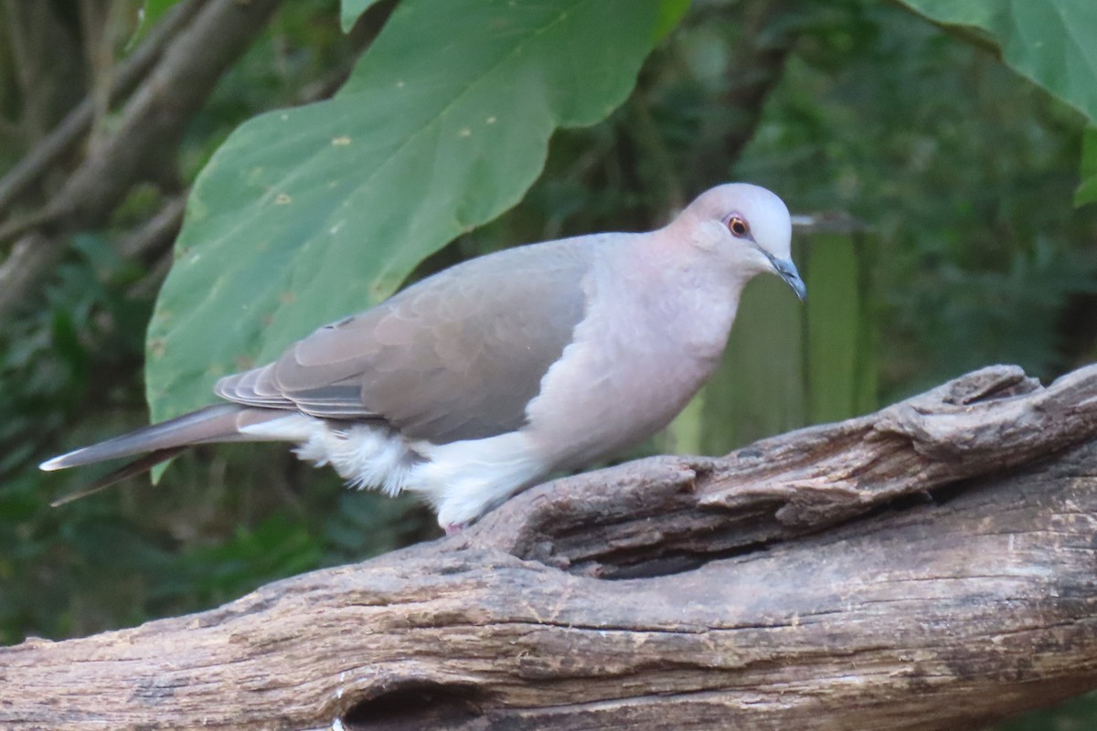 krattdue - ML645819503