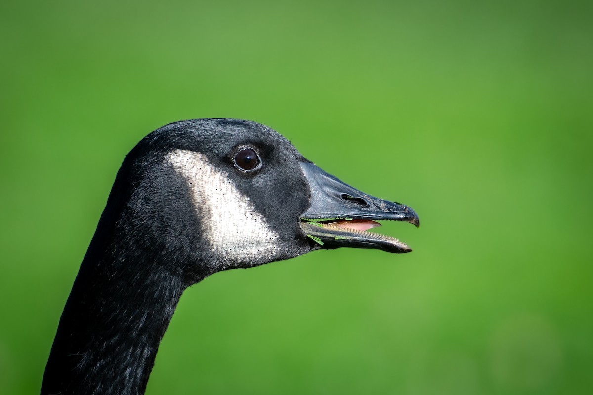 kanadagås - ML645819504