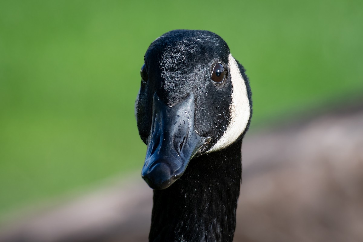 kanadagås - ML645819505