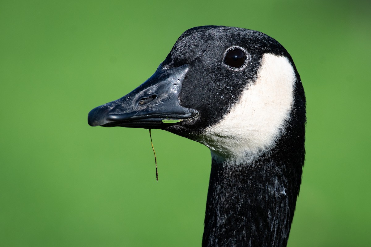 kanadagås - ML645819507