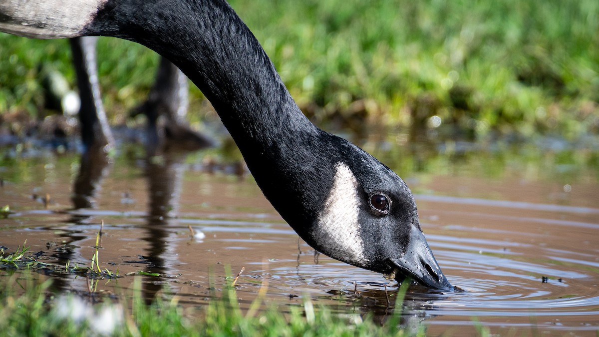 kanadagås - ML645819508