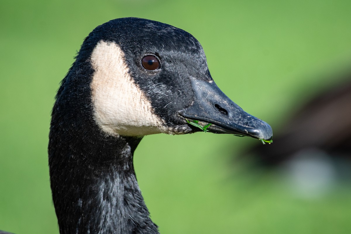 kanadagås - ML645819509