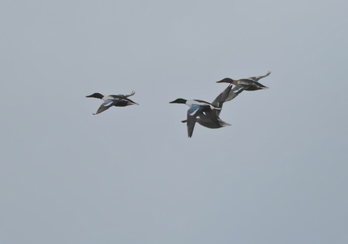 skjeand - ML645819510