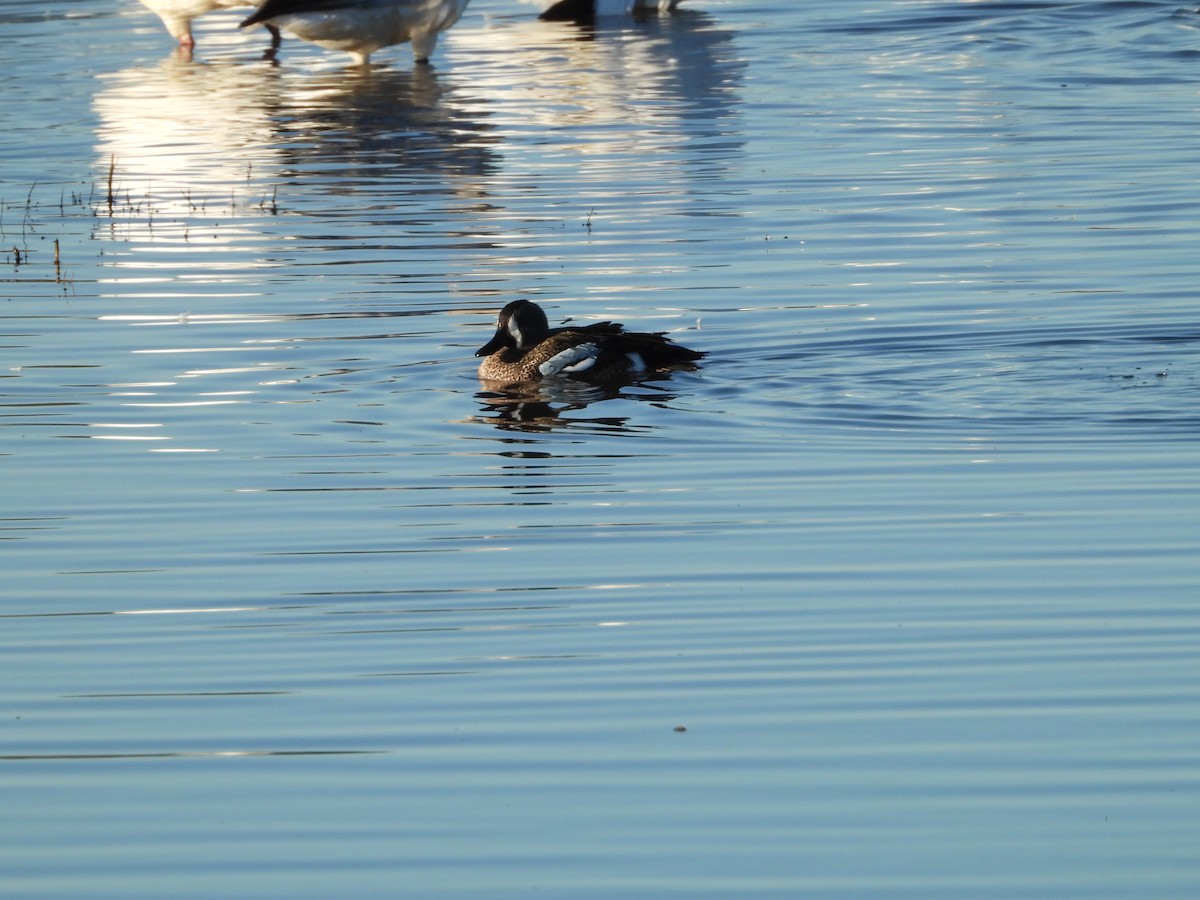 blåvingeand - ML645819511