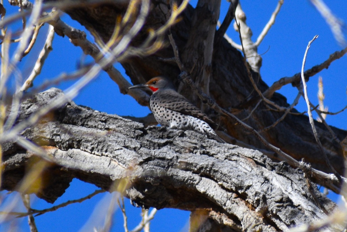 gullspett - ML645819512