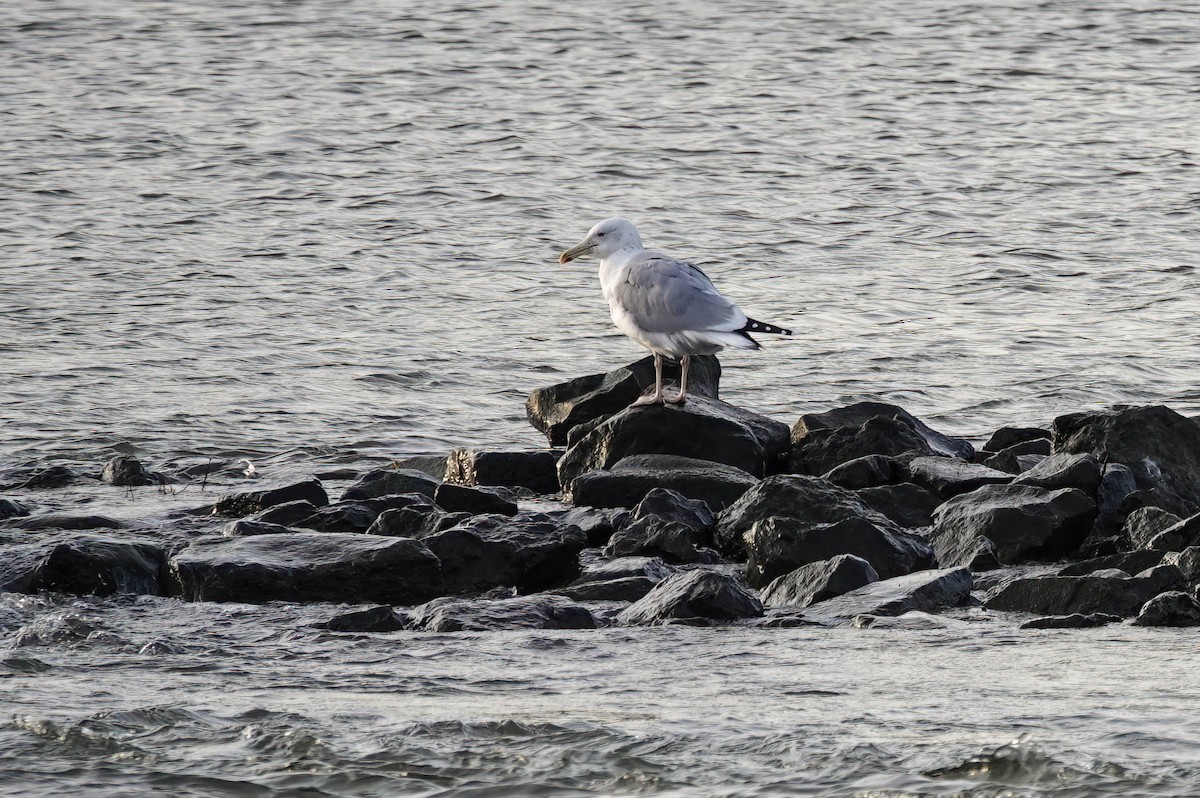 gråmåke - ML645819513