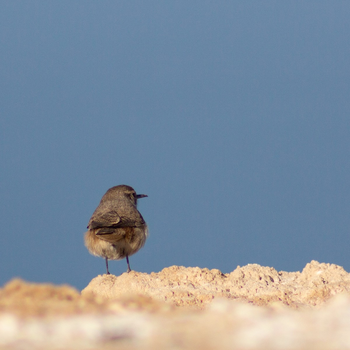 steinursmett - ML645819517