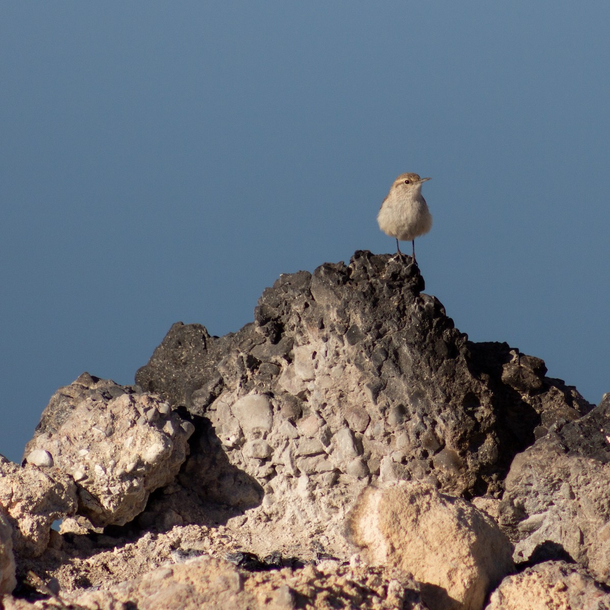 steinursmett - ML645819520