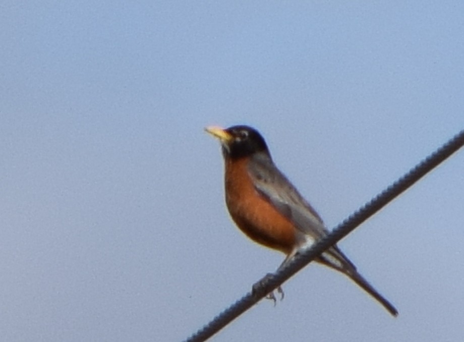 Дрізд мандрівний - ML645819522