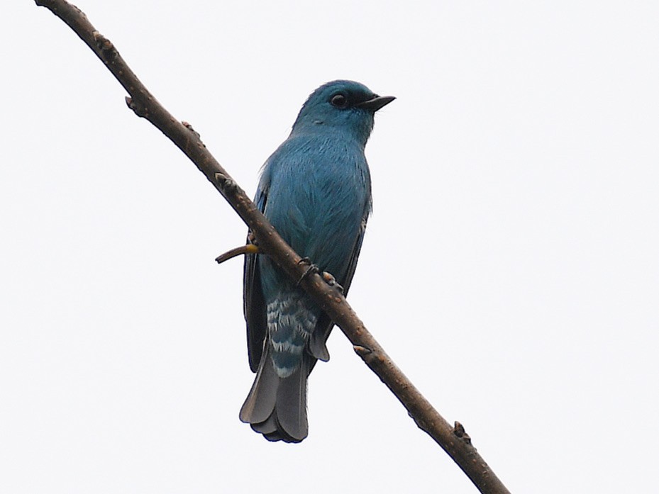 talassinfluesnapper - ML645819523