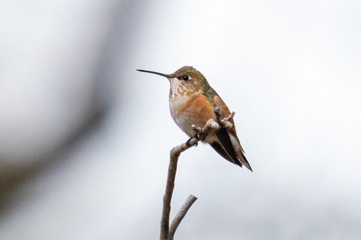 Rufous Hummingbird - ML645819524