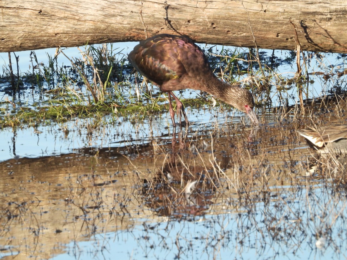 hvitgrimeibis - ML645819525