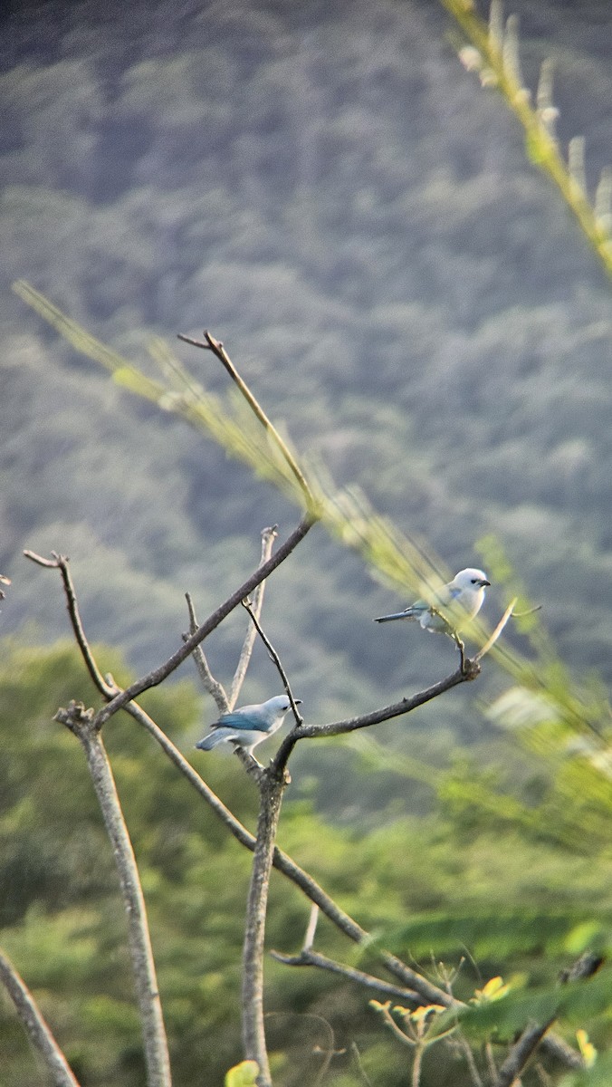 Blue-gray Tanager - ML645819526
