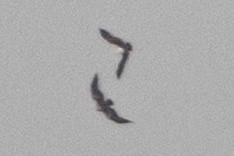 Black Kite - ML645819530