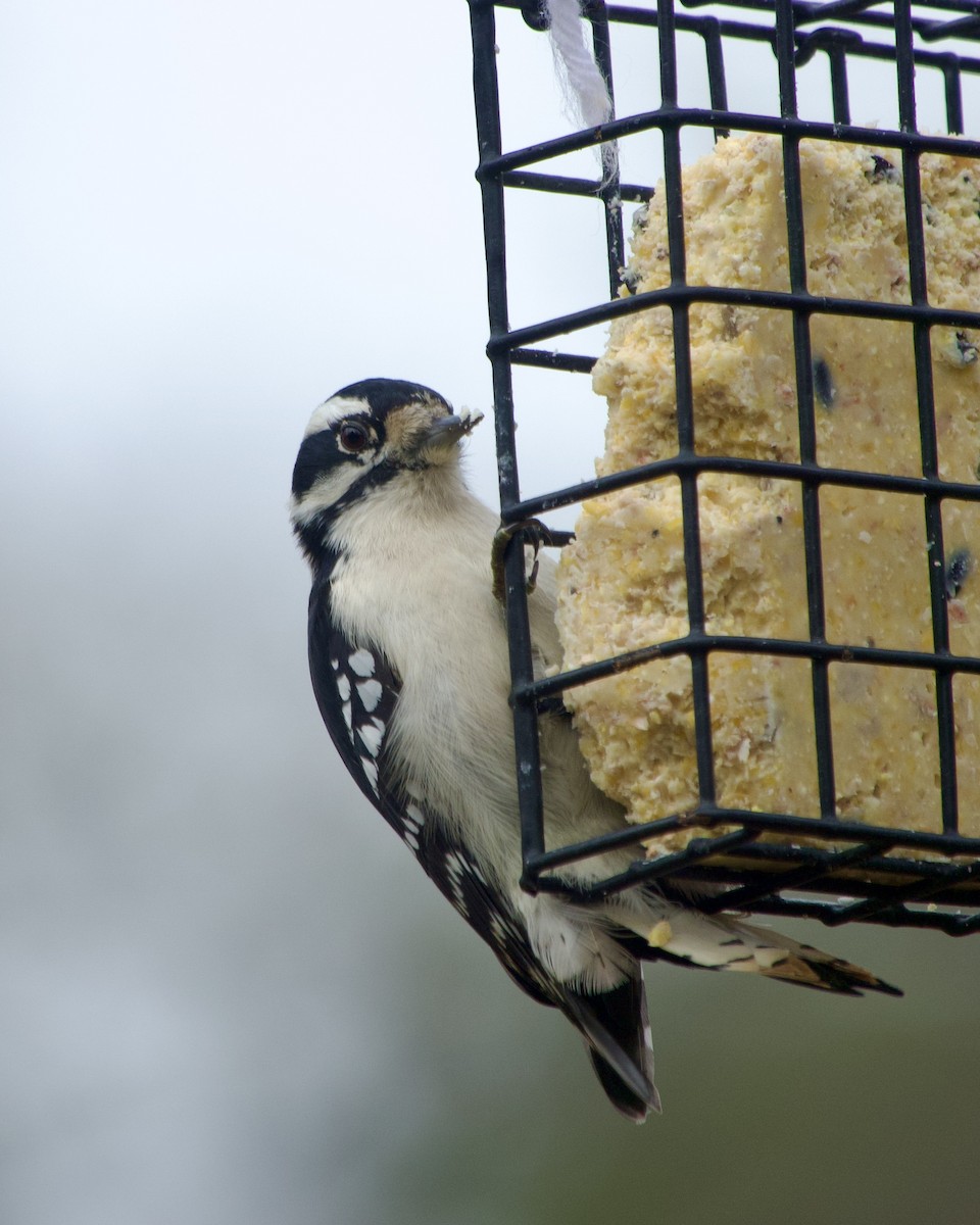 dunspett - ML645819531