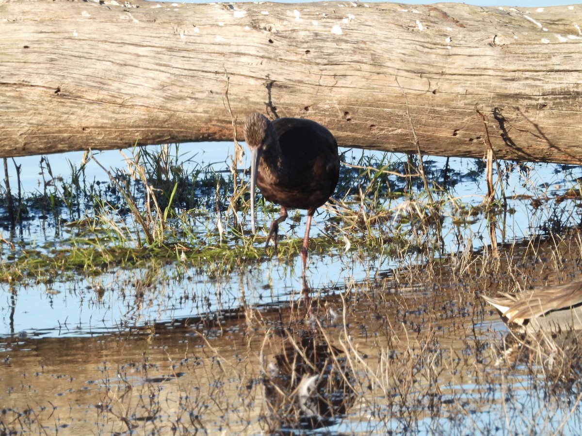 Beltzaran musuzuria - ML645819533