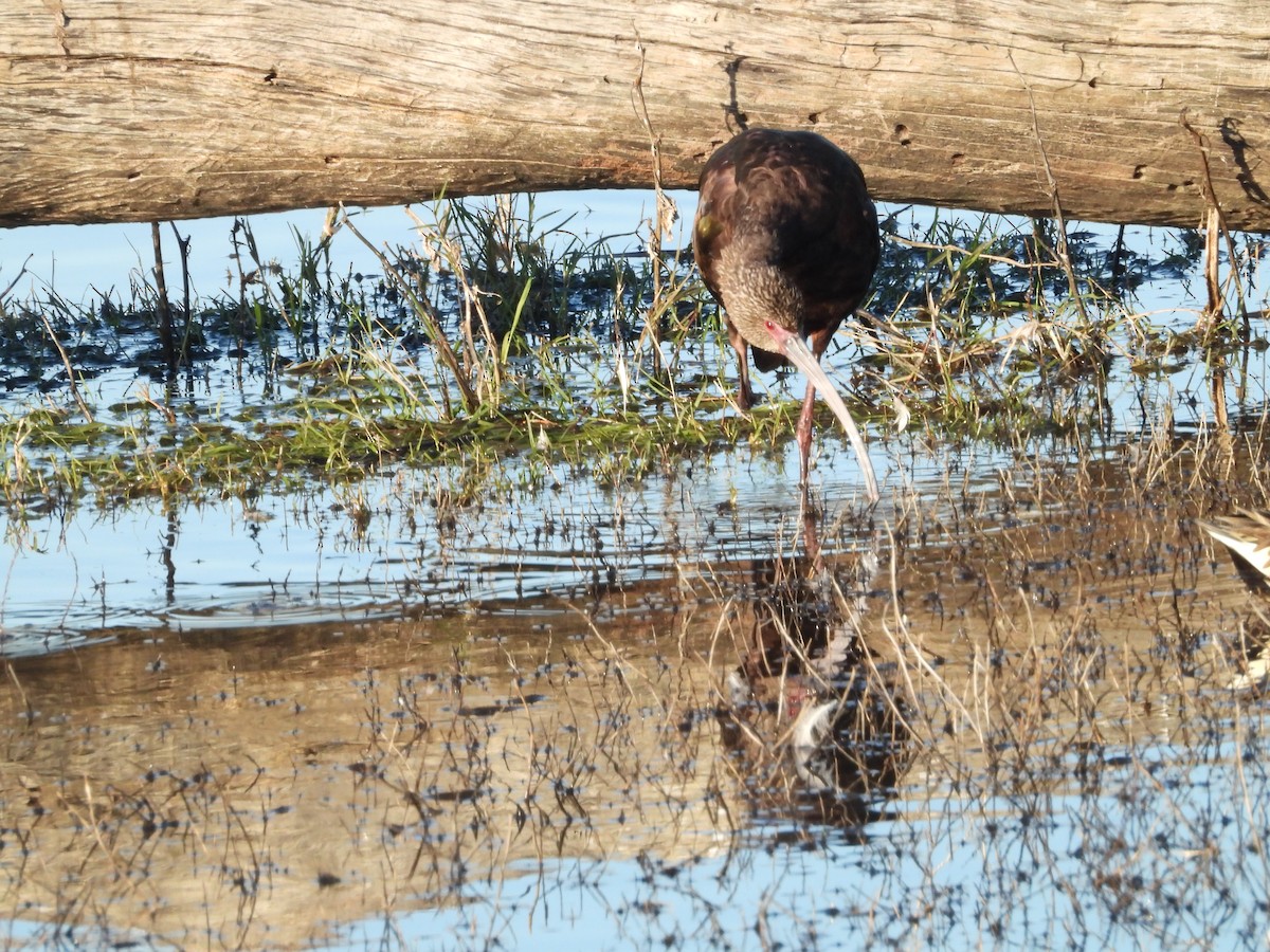 Beltzaran musuzuria - ML645819540