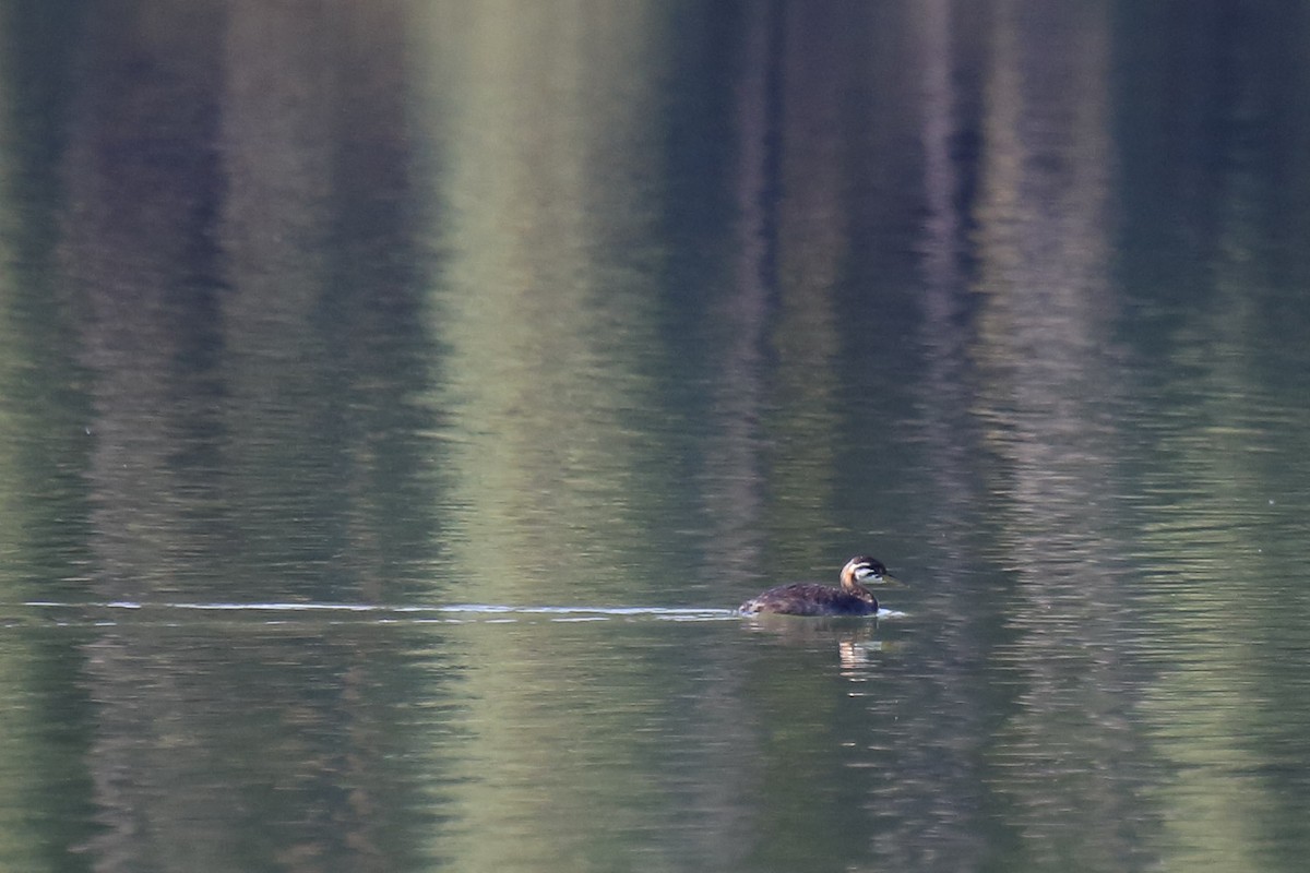 Red-necked Grebe - ML645819541