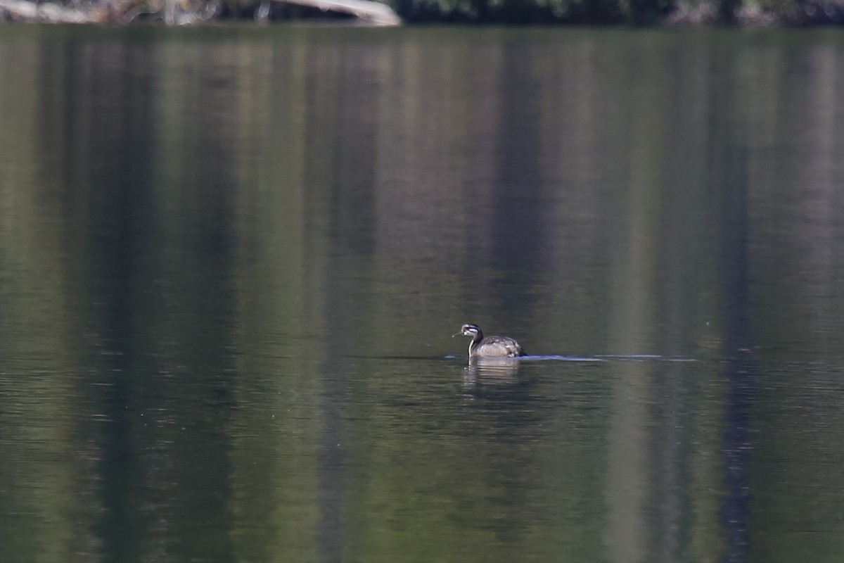 Red-necked Grebe - ML645819542
