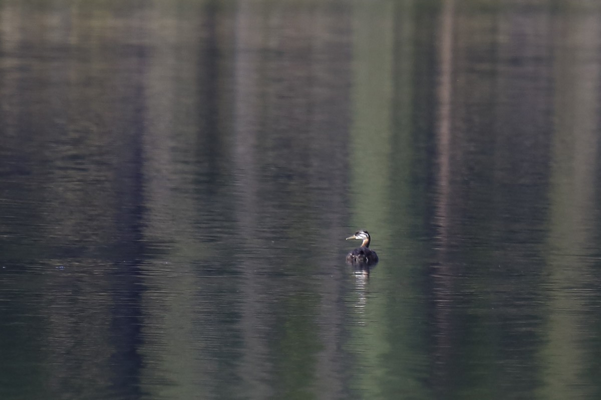 Red-necked Grebe - ML645819543