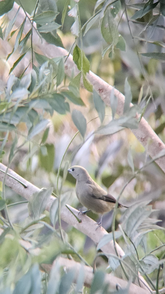 Tangara Palmera - ML645819544