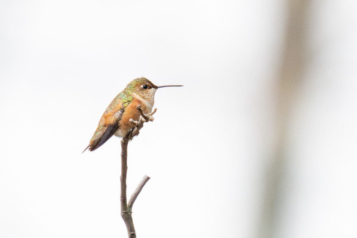 Rufous Hummingbird - ML645819548