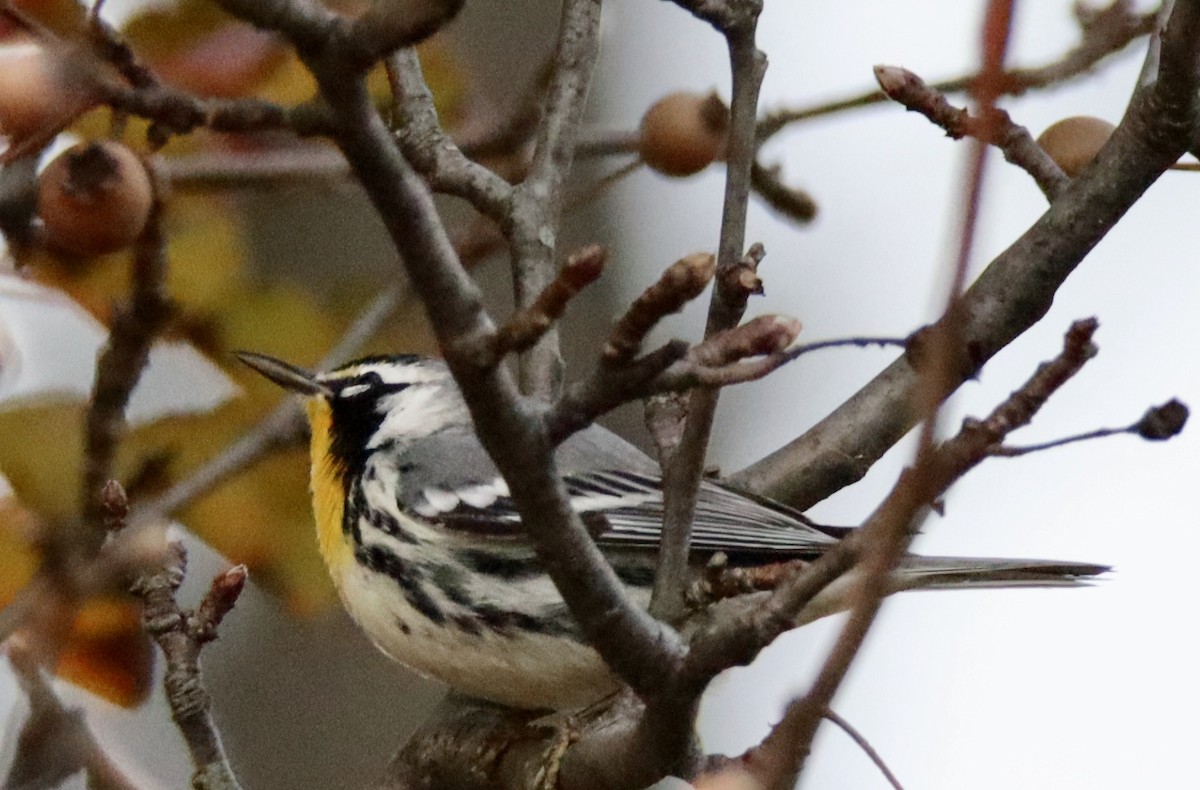 Yellow-throated Warbler - ML645819549