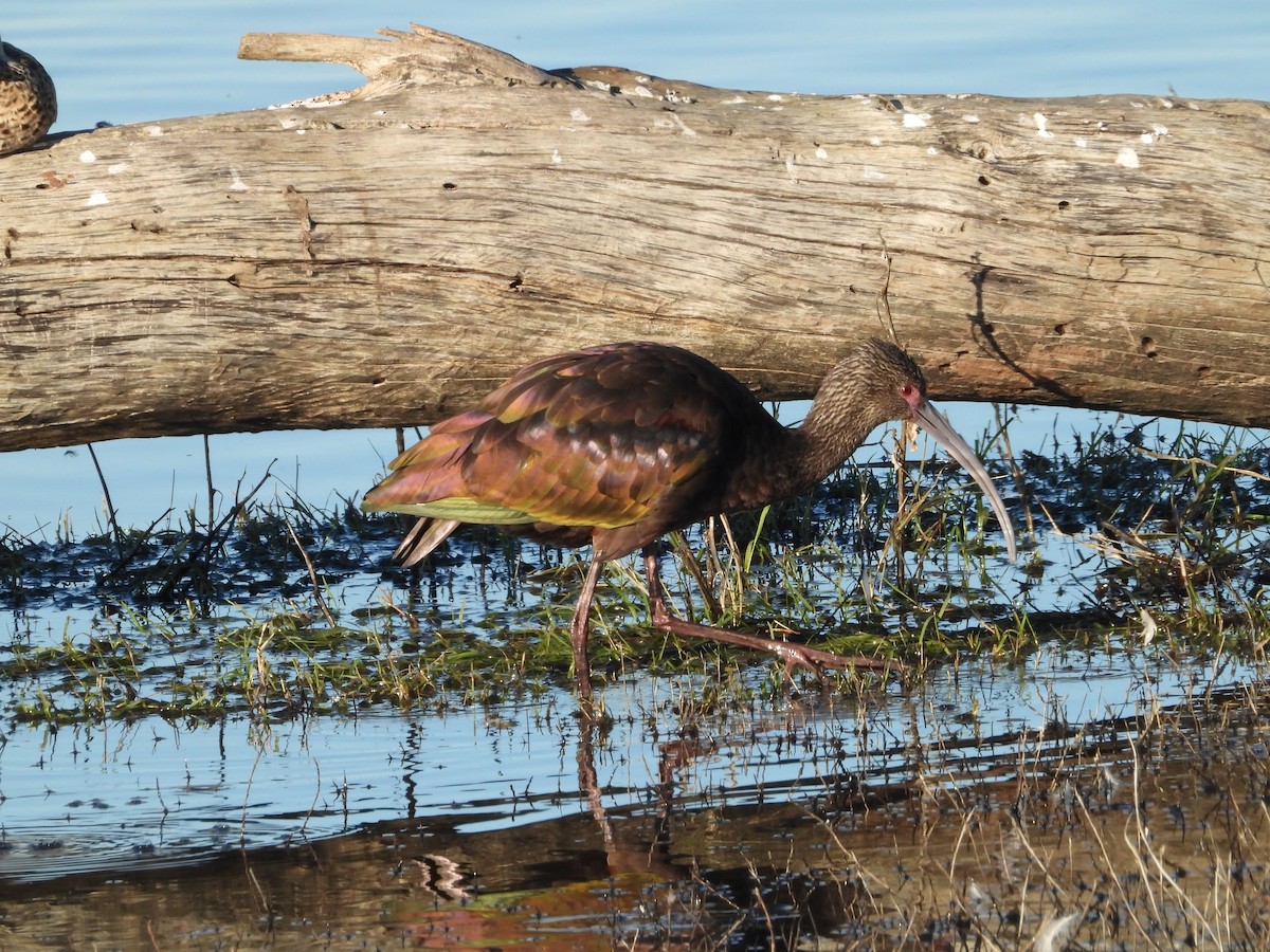 Beltzaran musuzuria - ML645819552