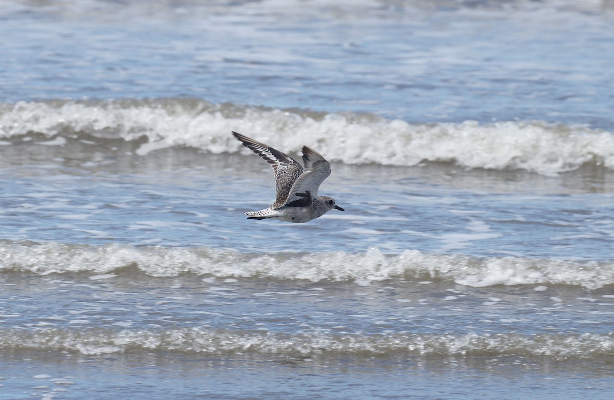 Black-bellied Plover - ML645819560