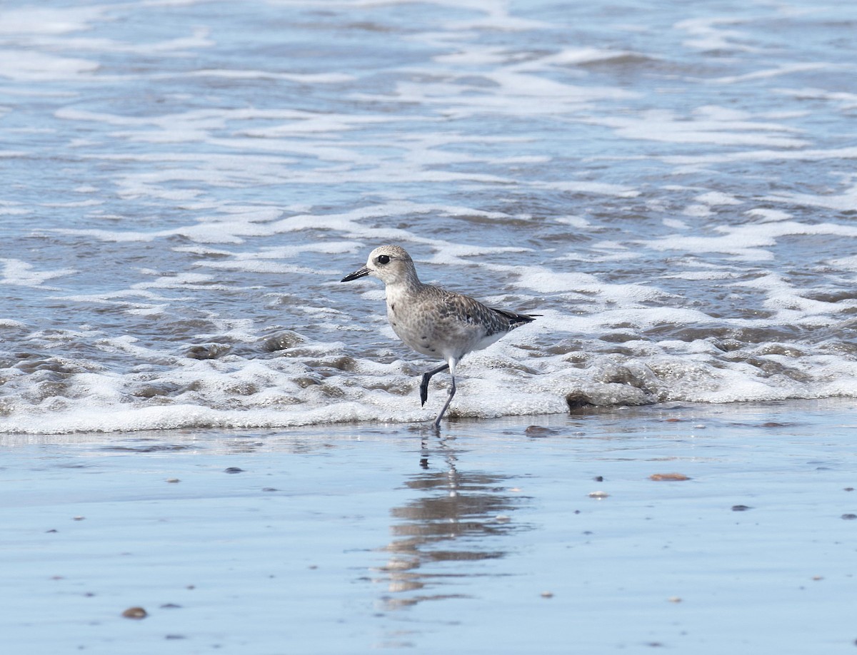 Black-bellied Plover - ML645819561