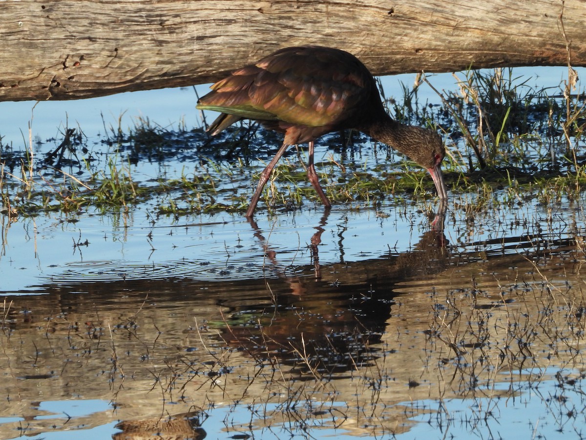 Beltzaran musuzuria - ML645819562