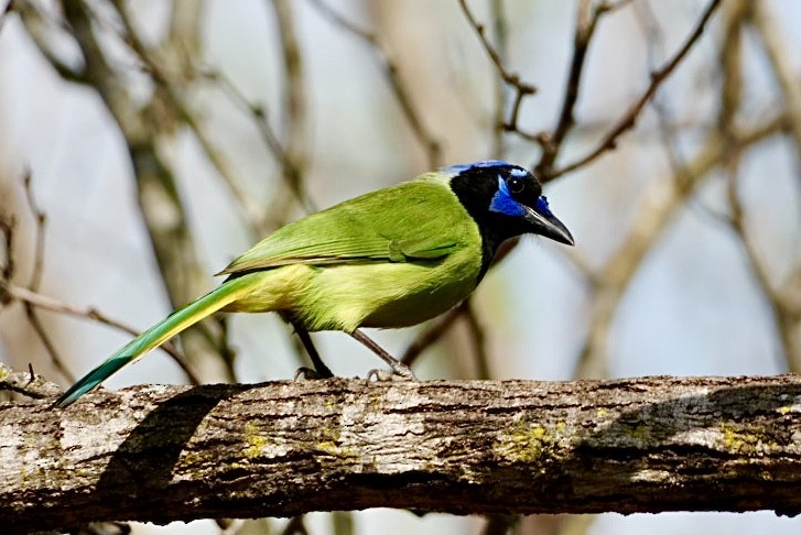 Geai vert - ML645819564