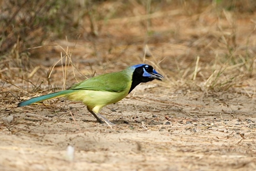 Geai vert - ML645819565