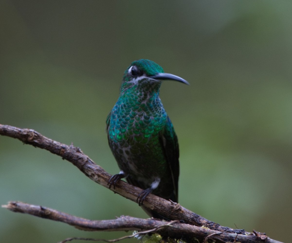 Green-crowned Brilliant - ML645819567