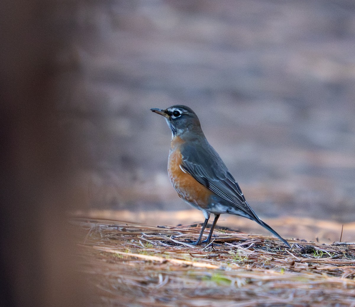 Дрізд мандрівний - ML645819568