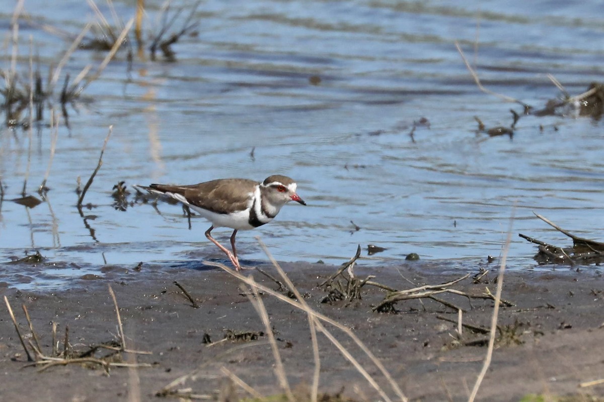Three-banded Plover - ML645819569