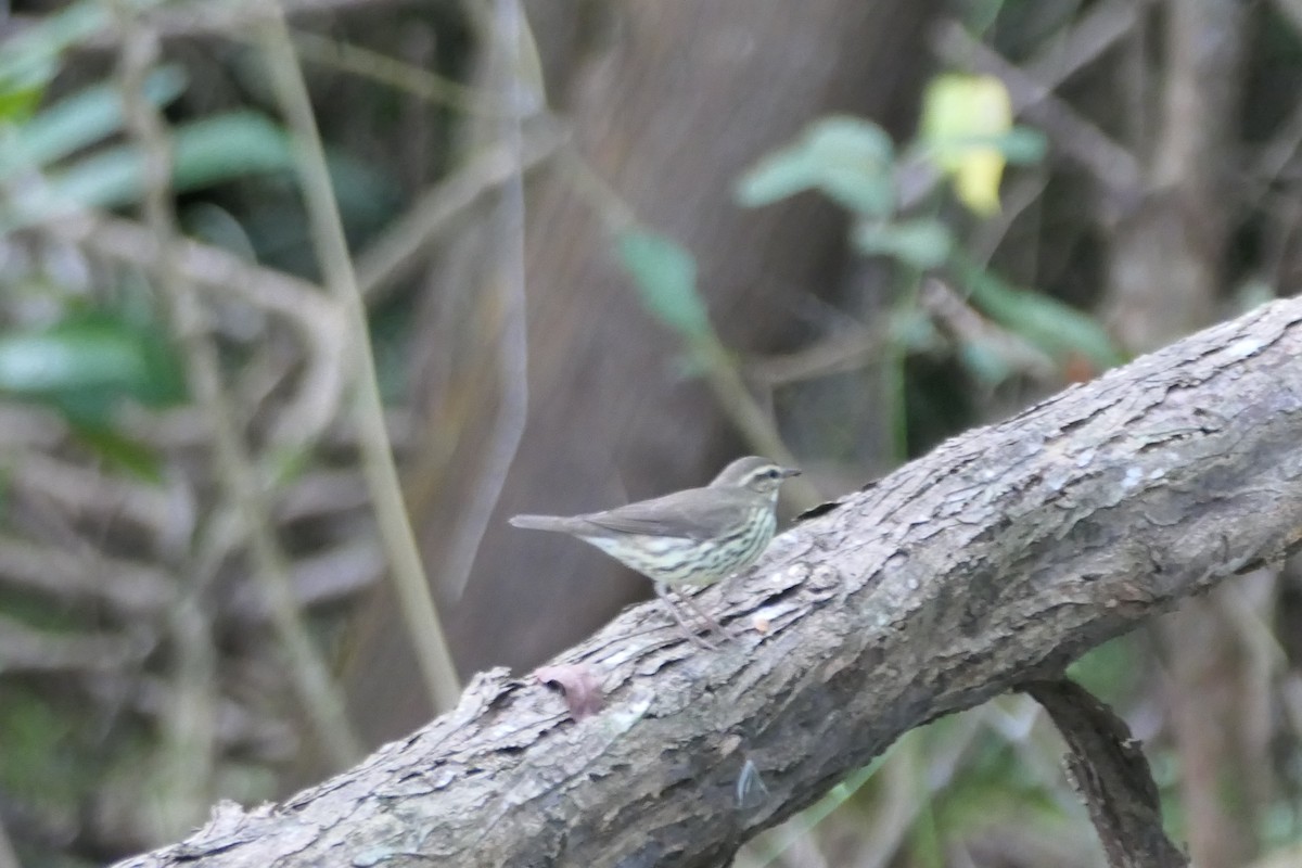 Northern Waterthrush - ML645819571