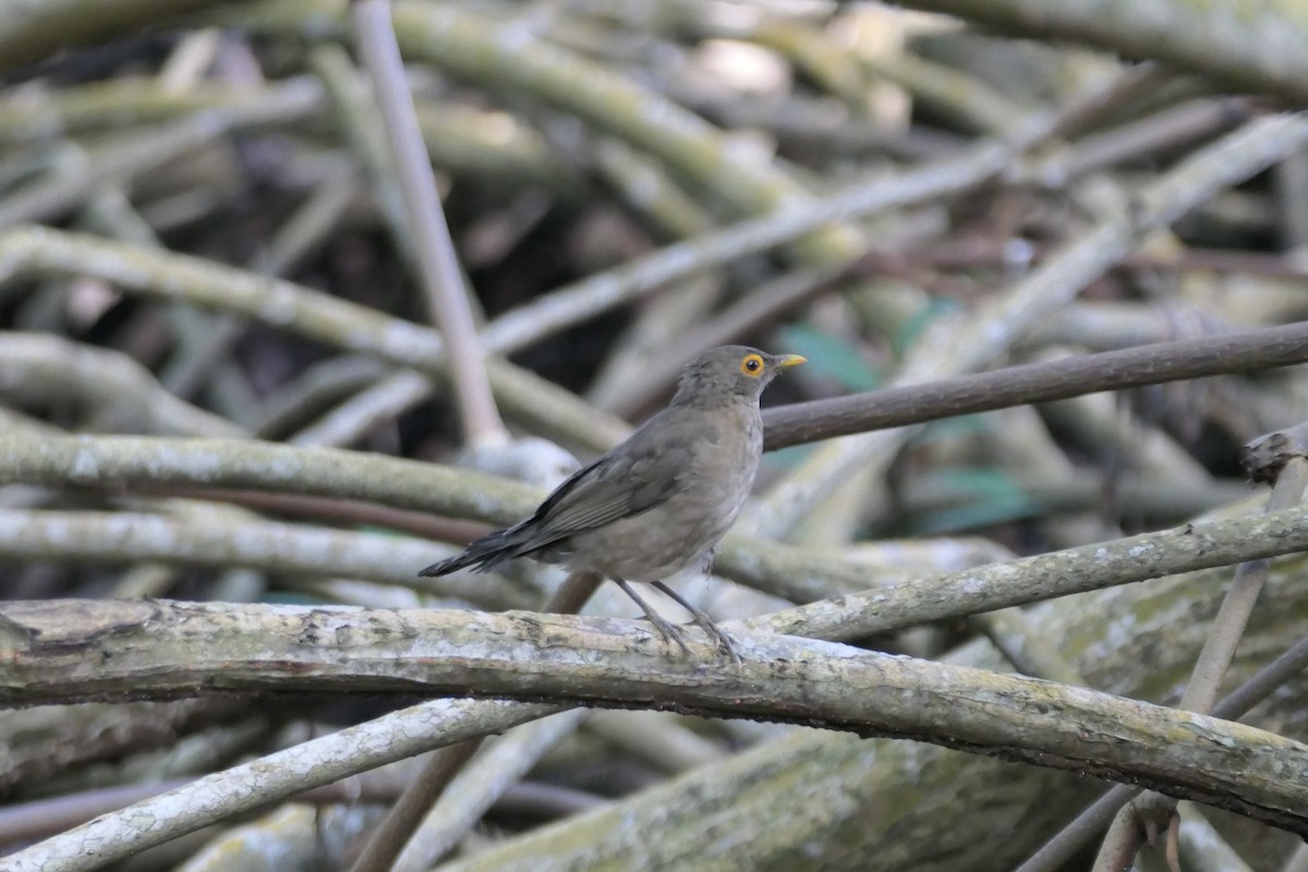 Spectacled Thrush - ML645819588