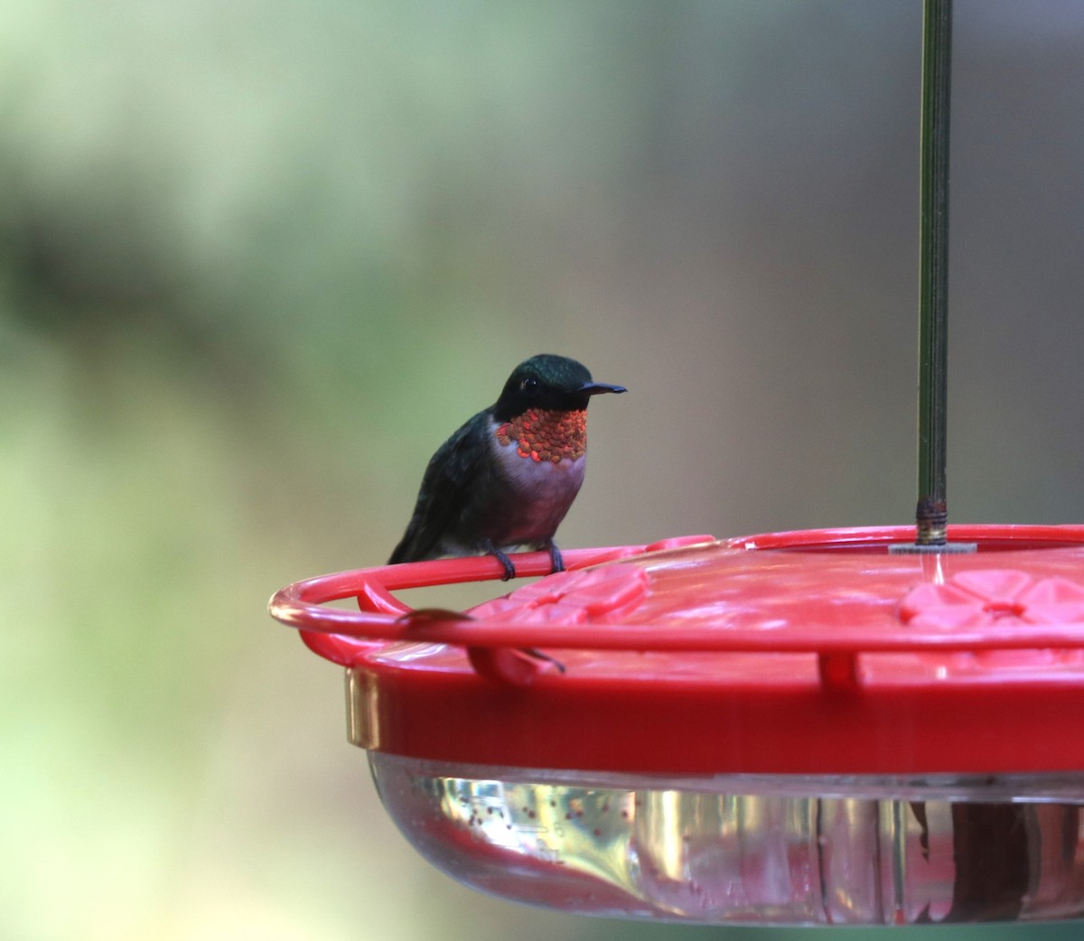 Ruby-throated Hummingbird - ML645819602