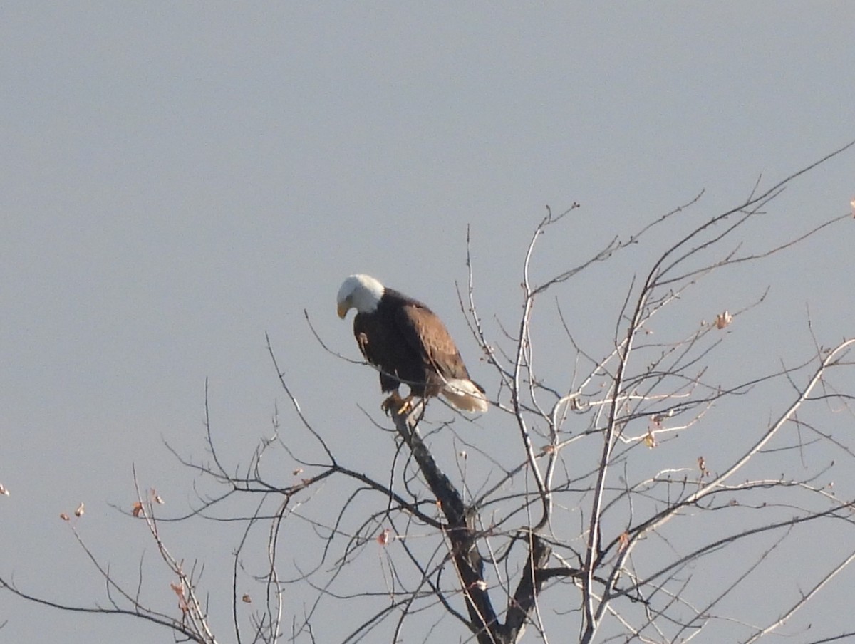 Pygargue à tête blanche - ML645819603