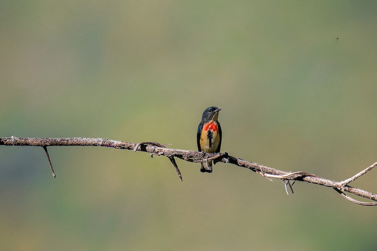 Fire-breasted Flowerpecker - ML645819617