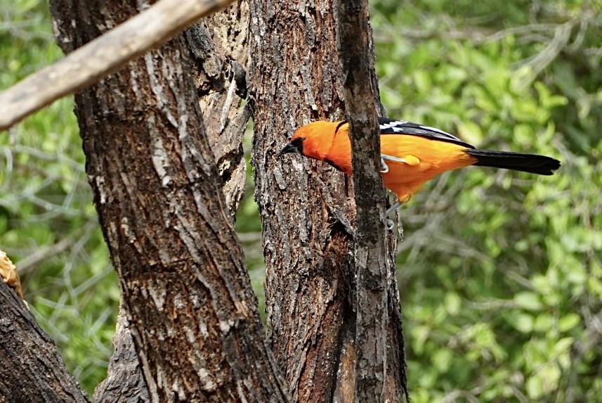 Altamira Oriole - ML645819619